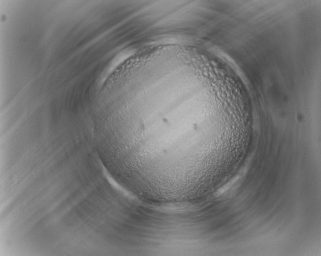 X0000071961433200607282022