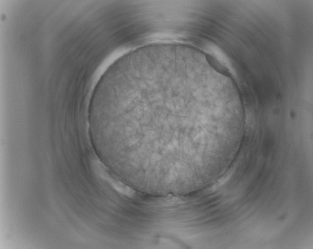 X0000071961435200607282022