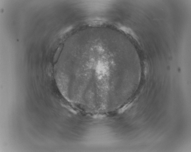 X0000071961445200607282021