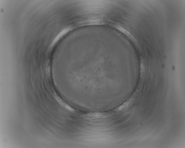 X0000071961450200607282021