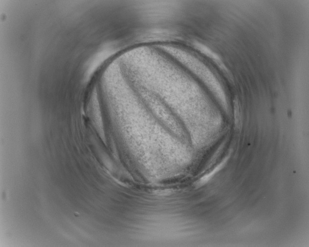 X0000071961453200607282021