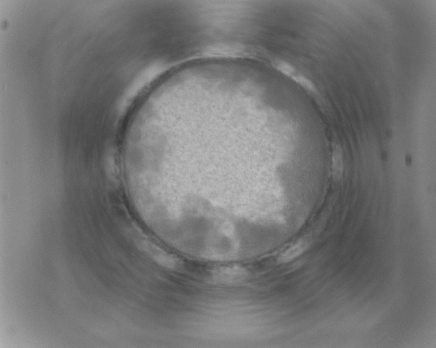 X0000071961454200607282021