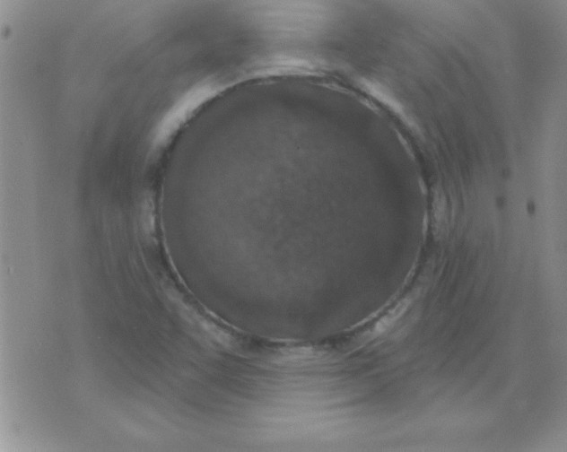 X0000071961455200607282021