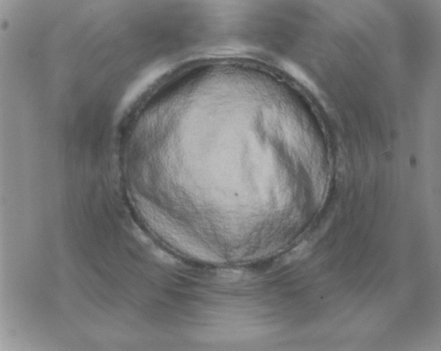 X0000071961456200607282021