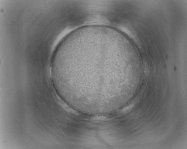 X0000071961462200607282021