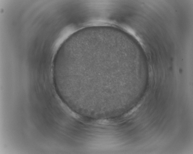 X0000071961463200607282021