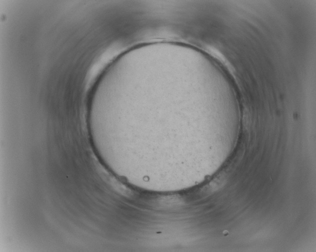 X0000071961464200607282021