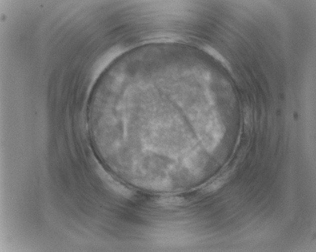 X0000071961466200607282021