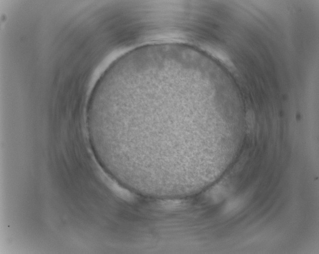 X0000071961470200607282021