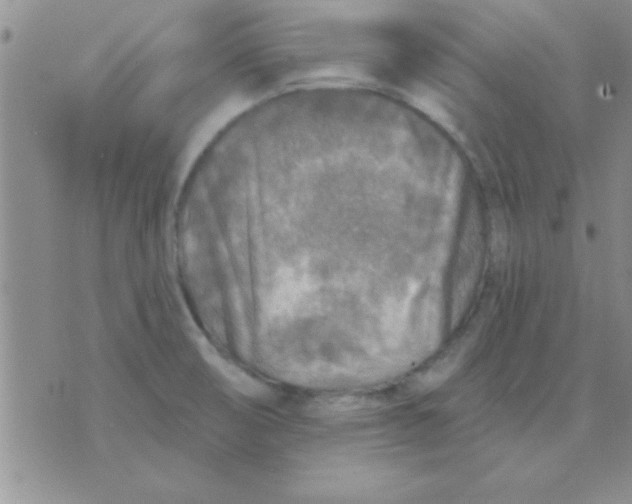 X0000071961474200607282021