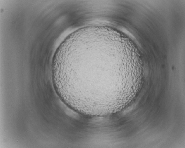 X0000071961478200607282021