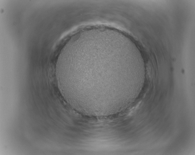 X0000071961494200607282020