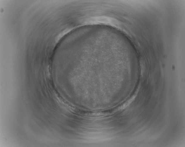 X0000071961497200607282020