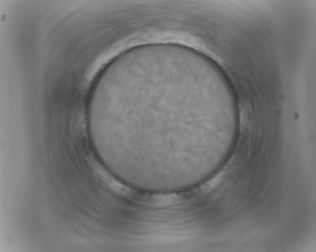 X0000071961498200607282020