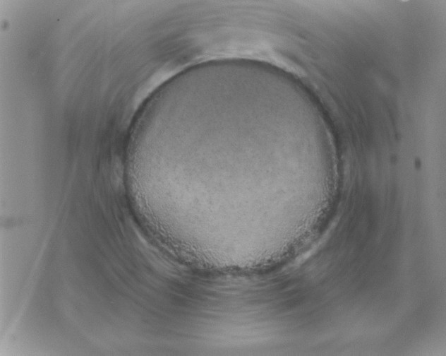 X0000071961505200607282020