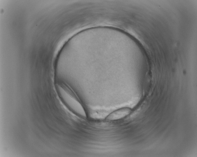 X0000071961508200607282020