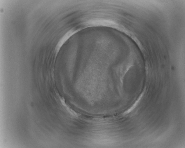 X0000071961529200607282020