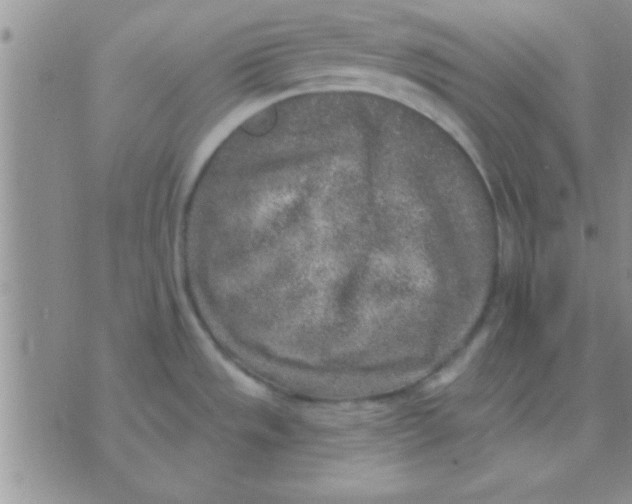 X0000071961533200607282021