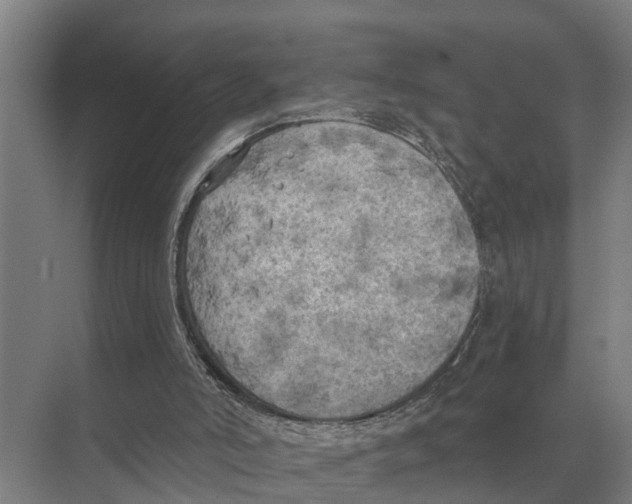 X0000071960006200608041631