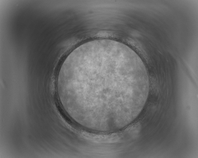 X0000071960016200608041631