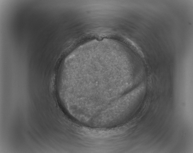 X0000071960018200608041631