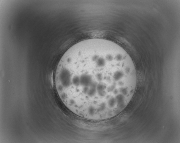 X0000071960028200608041631