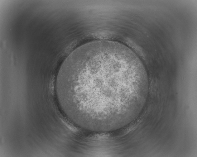 X0000071960065200608041630