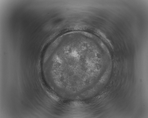 X0000071960250200608041626