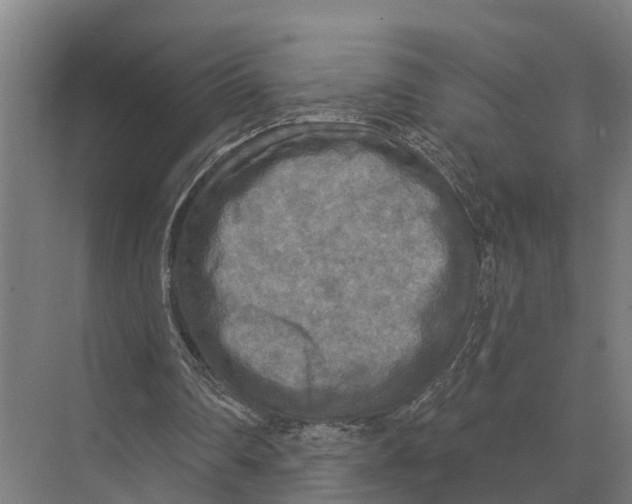 X0000071960290200608041626