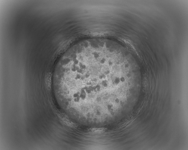 X0000071960495200608041623