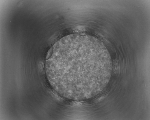 X0000071960523200608041622