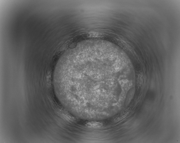 X0000071960557200608041622