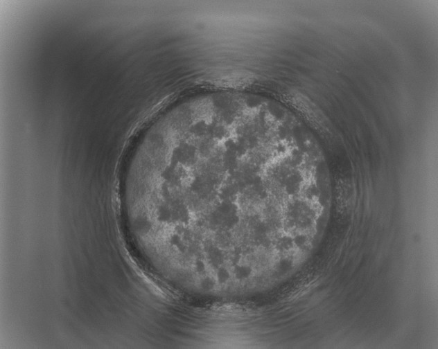 X0000071960634200608041620