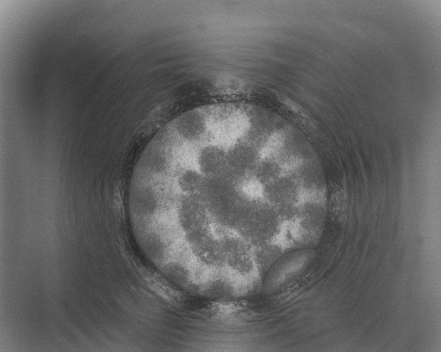 X0000071960662200608041620