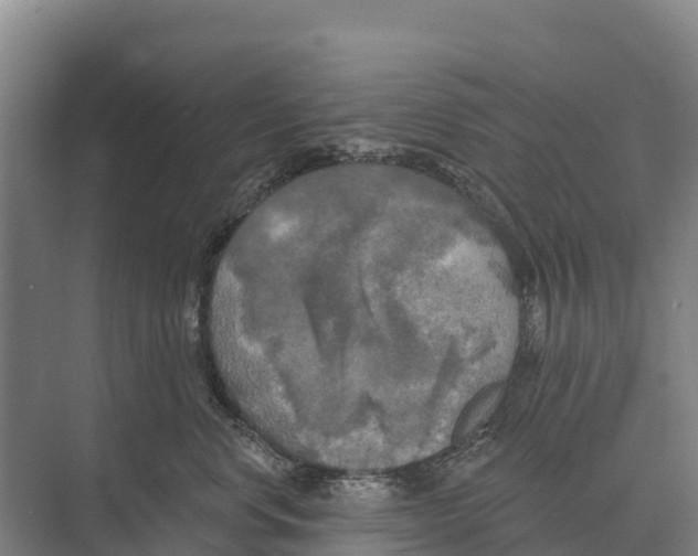 X0000071960668200608041621