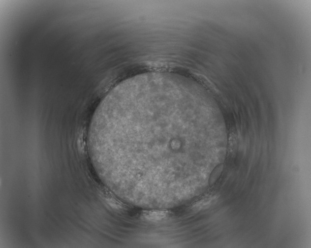 X0000071960671200608041621