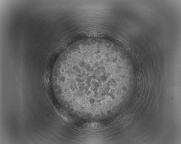 X0000071960695200608041619