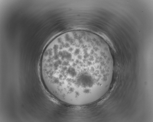 X0000071960814200608041617