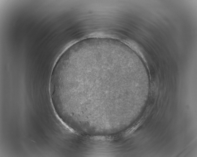 X0000071960855200608041617