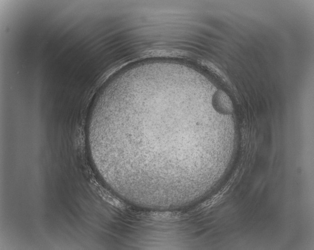 X0000071961025200608041614