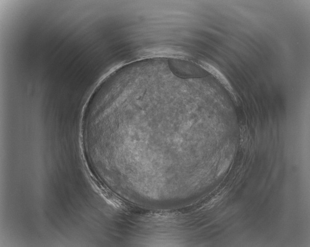 X0000071961043200608041614