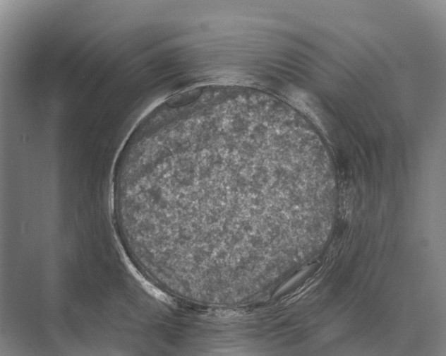 X0000071961095200608041613