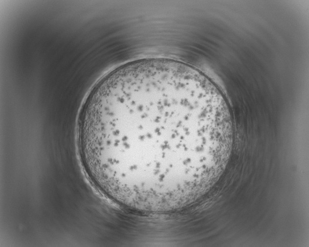 X0000071961096200608041613