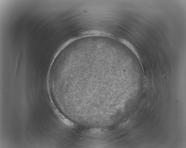 X0000071961098200608041613