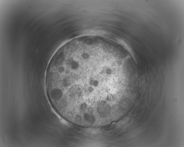 X0000071961103200608041613