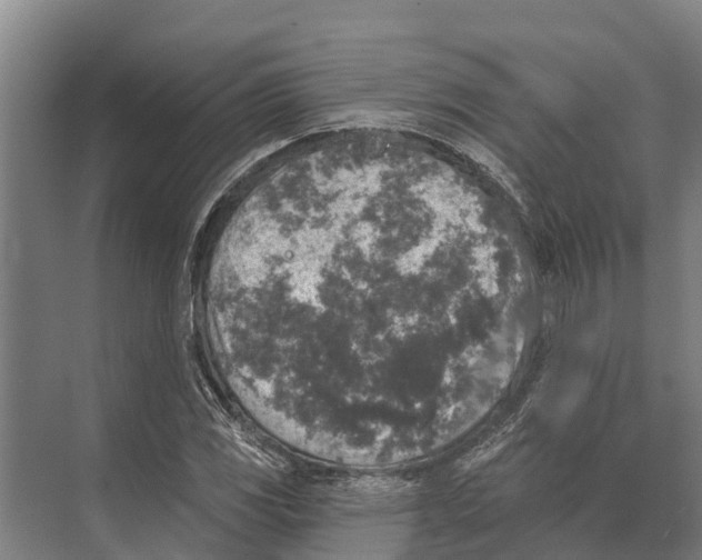 X0000071961117200608041612