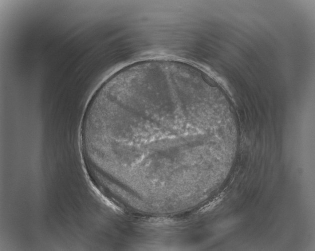 X0000071961239200608041611