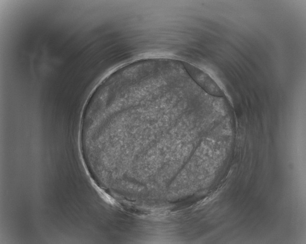 X0000071961245200608041611