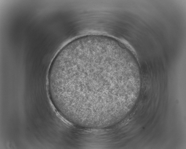 X0000071961287200608041609