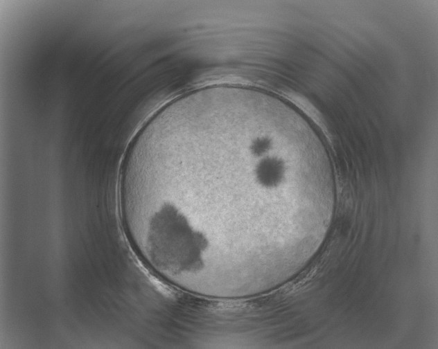 X0000071961290200608041609